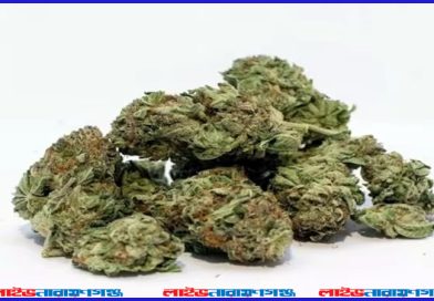 আড়াইহাজারে এক ব্যাক্তি আটক, গাঁজা উদ্ধার